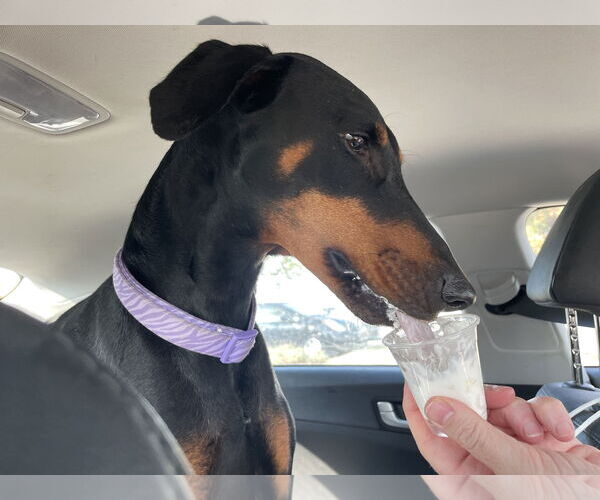 Medium Photo #2 Doberman Pinscher Puppy For Sale in Minneaoplis, MN, USA