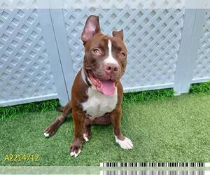 American Pit Bull Terrier Dogs for adoption in West Palm Beach, FL, USA