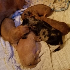 Dachshund Puppy for sale in ENFIELD, CT, USA