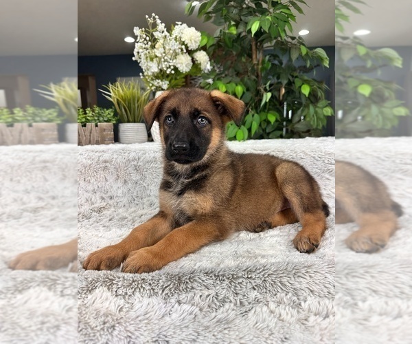 Medium Photo #3 German Shepherd Dog Puppy For Sale in GREENFIELD, IN, USA