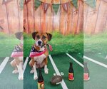 Small Photo #6 Boxer-Unknown Mix Puppy For Sale in Hillsboro, MO, USA