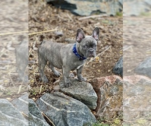 French Bulldog Puppy for Sale in BRIGHTON, Colorado USA