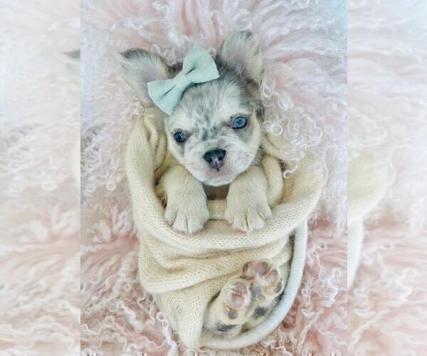 Medium Photo #10 French Bulldog Puppy For Sale in WEST PALM BEACH, FL, USA