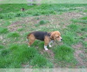 Father of the Beagle puppies born on 02/09/2022