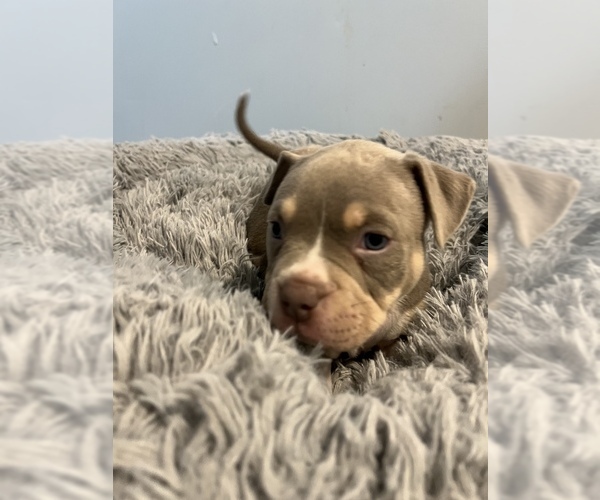 Medium Photo #7 American Bully Puppy For Sale in WESTVILLE, IN, USA