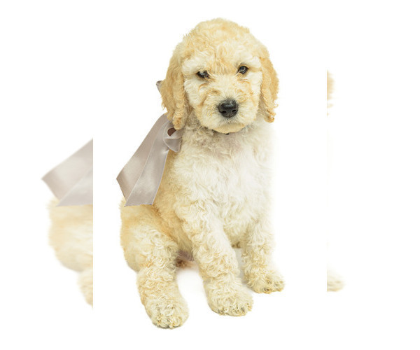 Medium Photo #6 Poodle (Standard) Puppy For Sale in CEDAR CITY, UT, USA