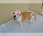 Small #2 American Pit Bull Terrier Mix