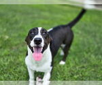 Small #2 Catahoula Leopard Dog-Jack Russell Terrier Mix