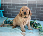 Puppy Tabby Golden Retriever