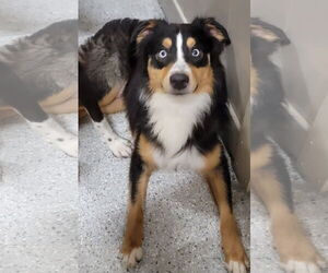 Australian Shepherd Dogs for adoption in Highland, IL, USA