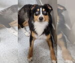 Small Australian Shepherd