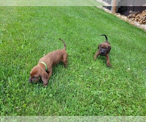 Redbone Coonhound Puppy for sale in HUNLOCK CREEK, PA, USA