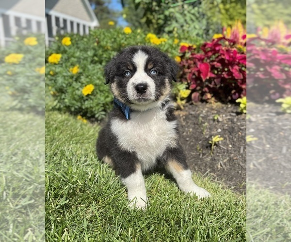 Medium Photo #2 Miniature Australian Shepherd Puppy For Sale in NOBLESVILLE, IN, USA