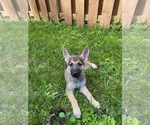 Small Photo #15 German Shepherd Dog Puppy For Sale in HOLLYWOOD, FL, USA