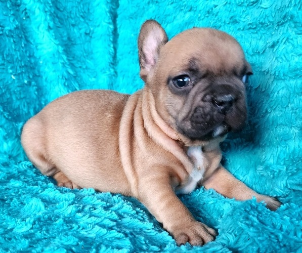 Medium Photo #11 French Bulldog Puppy For Sale in LAS VEGAS, NV, USA
