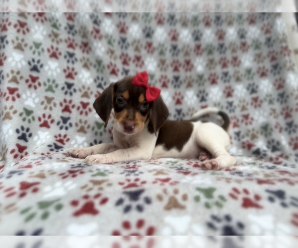 Medium Photo #1 Beagle Puppy For Sale in LAKELAND, FL, USA