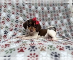 Beagle Puppy for sale in LAKELAND, FL, USA
