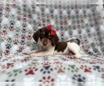 Small Beagle