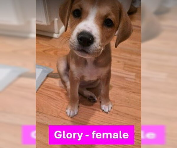 Medium Photo #1 Labrador Retriever-Unknown Mix Puppy For Sale in Sheboygan, WI, USA