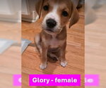 Small Labrador Retriever Mix