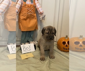 Cane Corso Puppy for sale in JEWETT, OH, USA