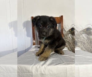 German Shepherd Dog Litter for sale in DILLON, SC, USA