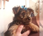 Small Photo #20 Yorkshire Terrier Puppy For Sale in NEVADA, TX, USA