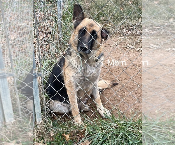 Medium Photo #1 German Shepherd Dog Puppy For Sale in RICHLAND, IN, USA