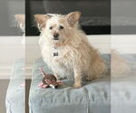 Small #3 Chihuahua Mix