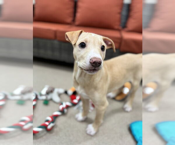 Medium Photo #4 Mutt Puppy For Sale in Elmsford, NY, USA