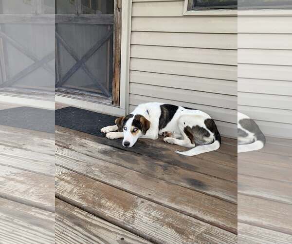 Medium Photo #3 Labrador Retriever-Treeing Walker Coonhound Mix Puppy For Sale in Tracy City, TN, USA