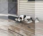 Small #2 Labrador Retriever-Treeing Walker Coonhound Mix