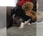Small Photo #5 Cavalier King Charles Spaniel Puppy For Sale in CLARE, MI, USA