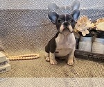 Small Photo #3 French Bulldog Puppy For Sale in PAHRUMP, NV, USA