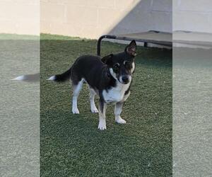 Chihuahua-Unknown Mix Dogs for adoption in Rockwall, TX, USA