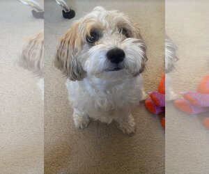 Lhasa-Poo Dogs for adoption in Monkton, MD, USA