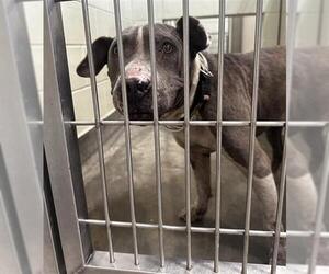 American Pit Bull Terrier Dogs for adoption in Upland, CA, USA