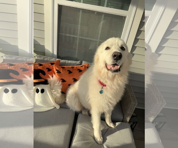 Medium Photo #2 Great Pyrenees-Unknown Mix Puppy For Sale in Oakhurst, NJ, USA
