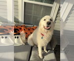 Small #1 Great Pyrenees Mix