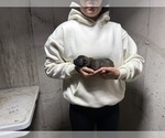 Small Photo #3 Dutch Shepherd Dog Puppy For Sale in WATERTOWN, CT, USA
