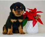 Small Photo #5 Rottweiler Puppy For Sale in NAPPANEE, IN, USA