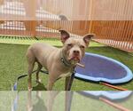 Small American Pit Bull Terrier Mix