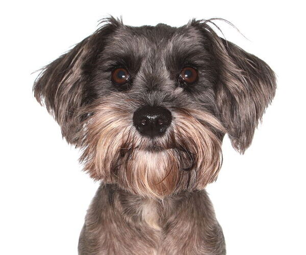 Medium Photo #1 Shih Tzu Puppy For Sale in Oakland Park, FL, USA