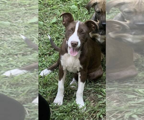 Medium Photo #34 Collie-Unknown Mix Puppy For Sale in Mount Laurel, NJ, USA