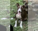 Small #33 Collie Mix