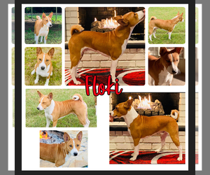 Father of the Basenji puppies born on 12/17/2023