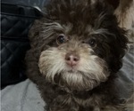 Small Photo #7 Poodle (Toy)-ShihPoo Mix Puppy For Sale in MUNDELEIN, IL, USA