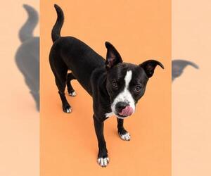 BILLY - Male Mutt Dog for Adoption - Photo #2