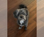 Walter - Male ShihPoo Dog for Adoption - Small photo