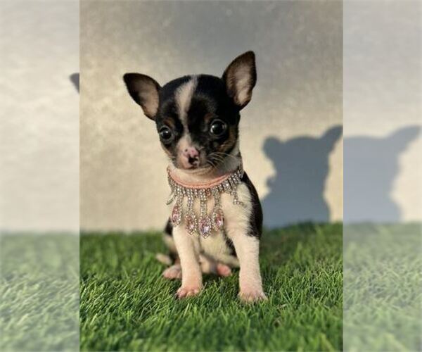 Medium Photo #15 Chihuahua Puppy For Sale in DALLAS, TX, USA